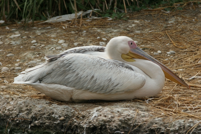 Zoo de Bale - 226